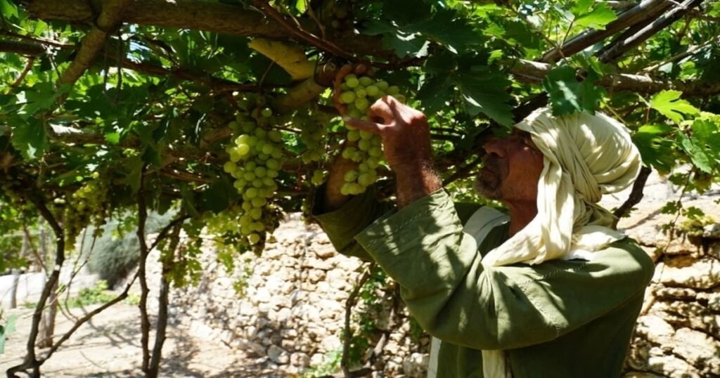 Vila de Nazaré recriando o cotidiano da Galileia no primeiro século com plantações e trajes típicos da época de Jesus.
