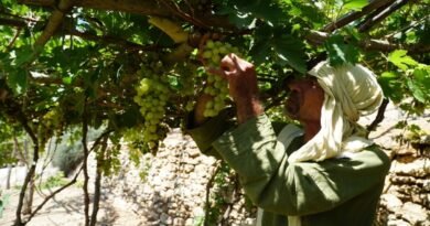 Vila de Nazaré recriando o cotidiano da Galileia no primeiro século com plantações e trajes típicos da época de Jesus.