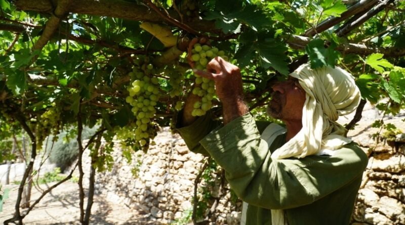 Vila de Nazaré recriando o cotidiano da Galileia no primeiro século com plantações e trajes típicos da época de Jesus.