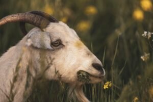 por-que-deus-exigia-sacrificios-de-animais-no-velho-testamento-estudo-completo-1774289949