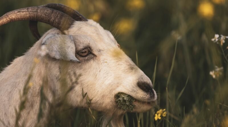 Por que Deus exigia sacrifícios de animais no Velho Testamento? | Estudo Completo