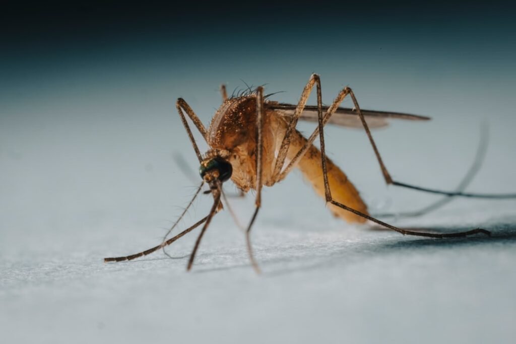 por que deus criou os mosquitos? estudo bíblico