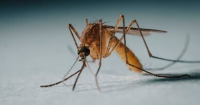 por que deus criou os mosquitos? estudo bíblico