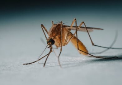 por que deus criou os mosquitos? estudo bíblico