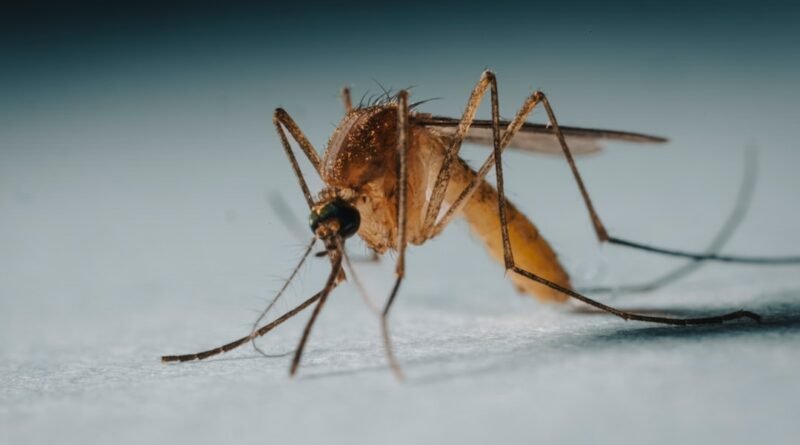 por que deus criou os mosquitos? estudo bíblico