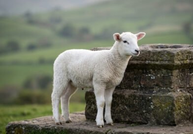 Qual é o significado de Agnus Dei Estudo Completo