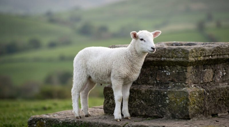 Qual é o significado de Agnus Dei Estudo Completo